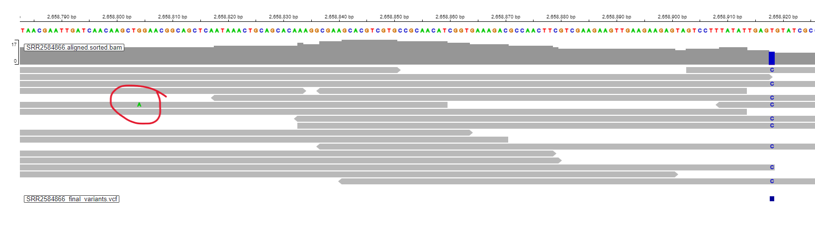 IGV web app with reference genome, read alignment and variant data loaded