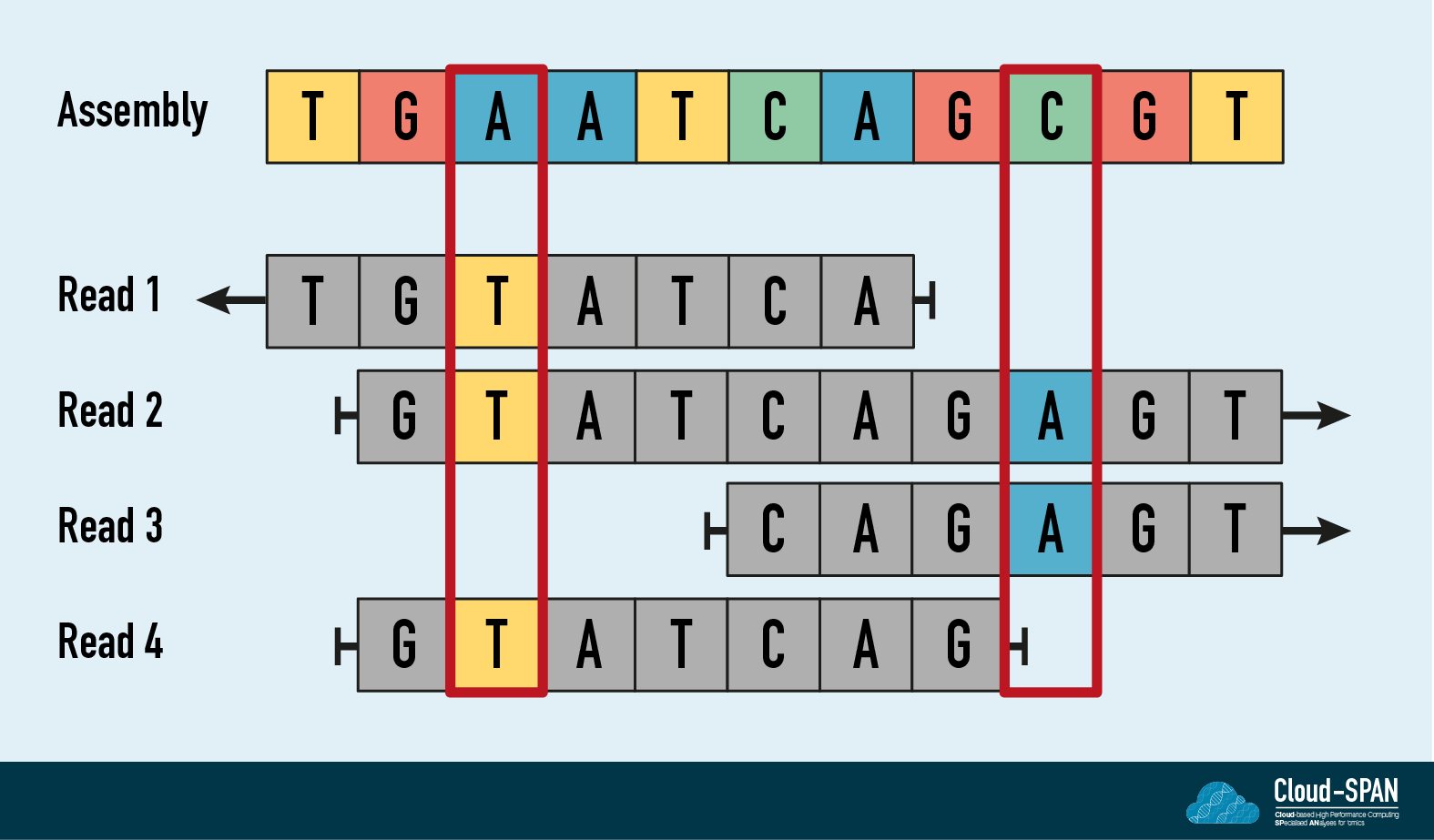 Diagram showing overlap of reads for polishing