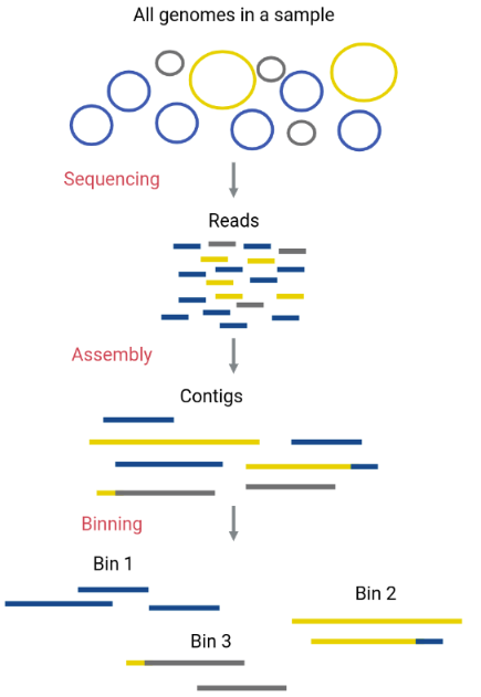 Diagram depicting the DNA sequences  in the original sample as circular chromosomes, then the DNA fragmented into reads, then assembled into contigs, and then binned.